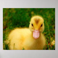 Un Petit Canard