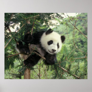 Affiches Un petit panda géant grimpe à un arbre, Wolong Val
