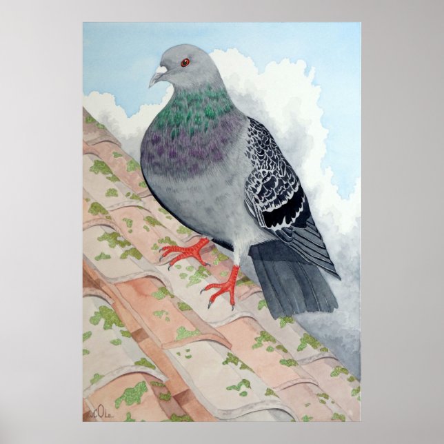 Affiches Un pigeon repose sur le toit (Devant)