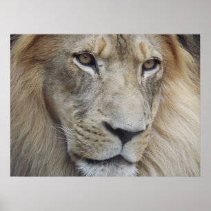 Affiches Un regard de lion