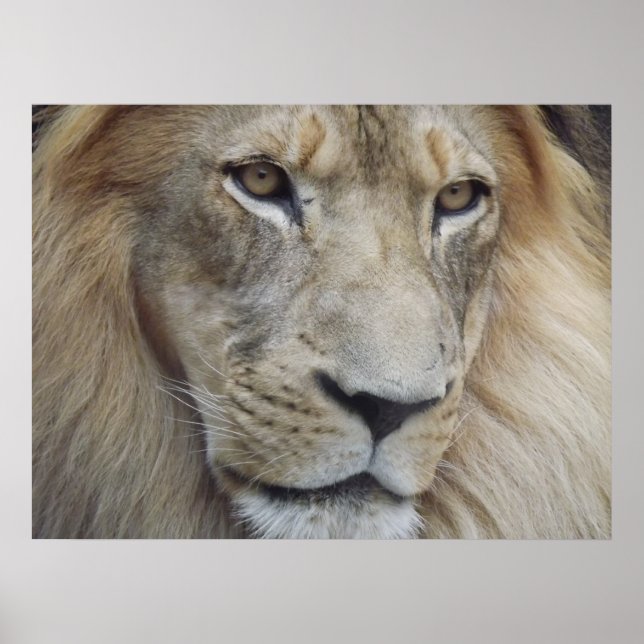Affiches Un regard de lion (Devant)