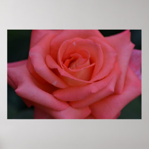 Affiches Un Rose Par Tout Autre Nom