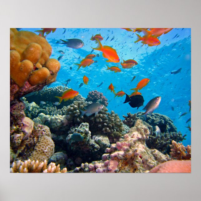 Affiches Underwater Scene (Devant)