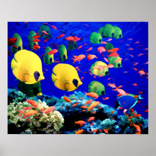Affiches Underwater Sea Coral & Tropical Fish