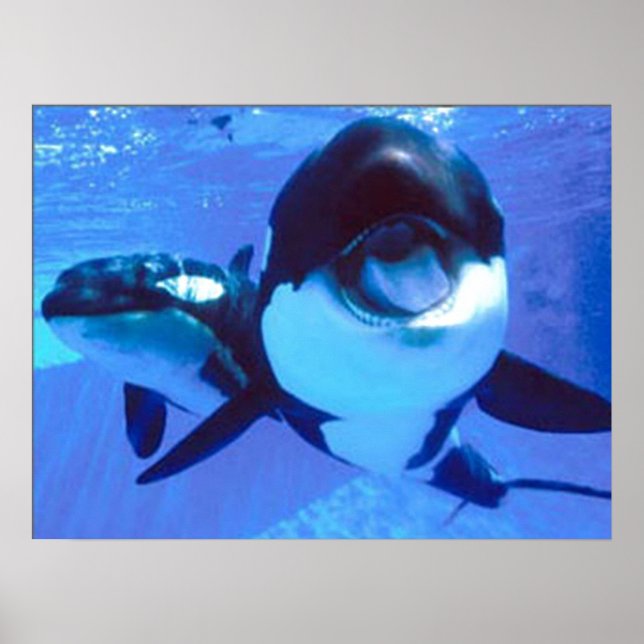 Affiches Une baleine d'un temps (Devant)