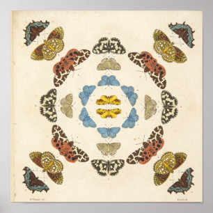 Affiches Une description rare des papillons et des mites