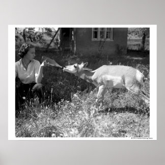 Affiches Une femme botte nourrit une antilope.