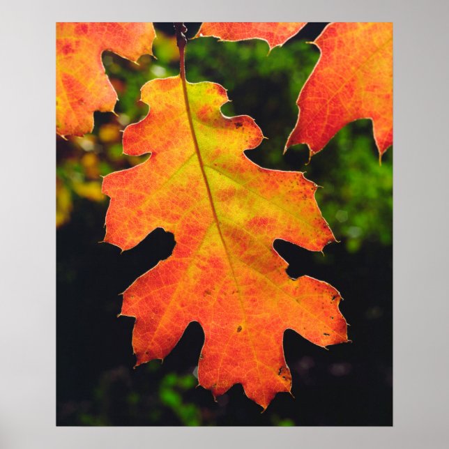 Affiches Une feuille de chêne dans la forêt nationale de Si (Devant)