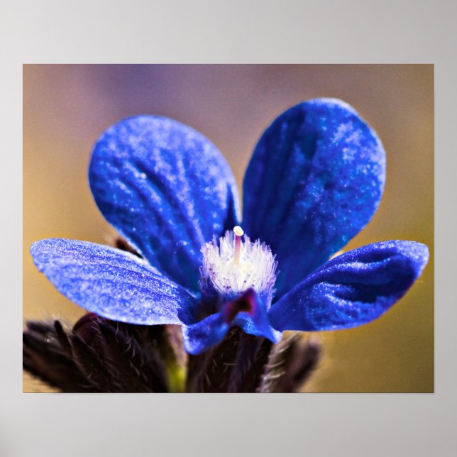 Affiches Une fleur bleue (Devant)
