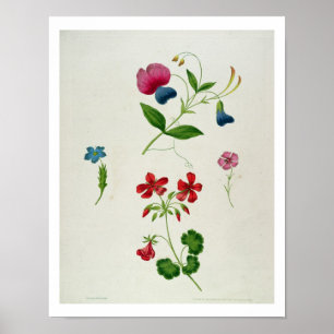 Affiches Une illustration 'd'un nouveau traité sur la fleur