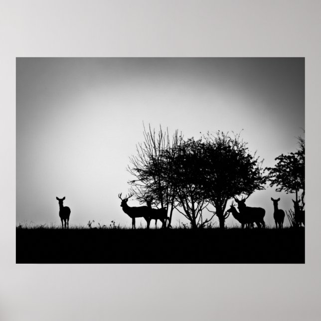 Affiches Une image de cerfs dans la brume matinale (Devant)