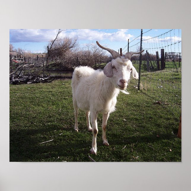 Affiches Une jeune chèvre (Devant)