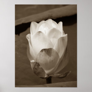 Affiches Une journée à la série Pond