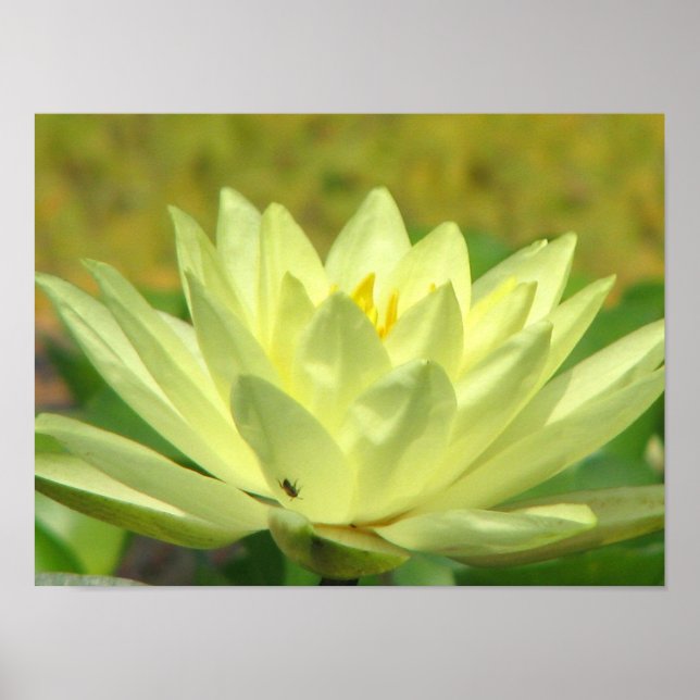 Affiches Une journée à la série Pond (Devant)