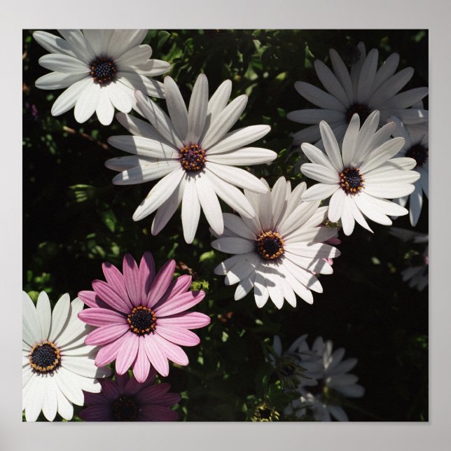 Affiches Une marguerite rose solitaire (Devant)