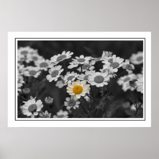 Affiches Une marguerite spéciale