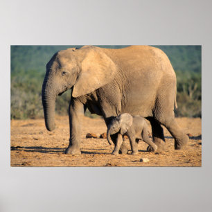 Affiches Une mère éléphant d'Afrique et son petit en mouvem