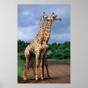 Affiches Une paire de girafes sur la route, Kruger National