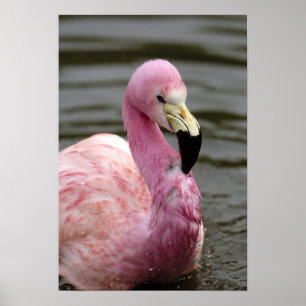 Affiches Une photo captive d'un Flamant des Andes