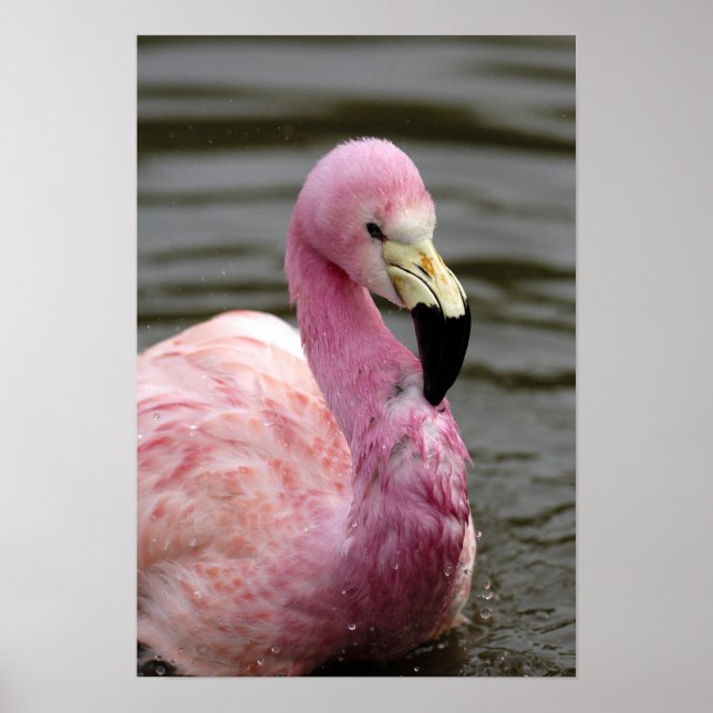 Affiches Une photo captive d'un Flamant des Andes (Devant)