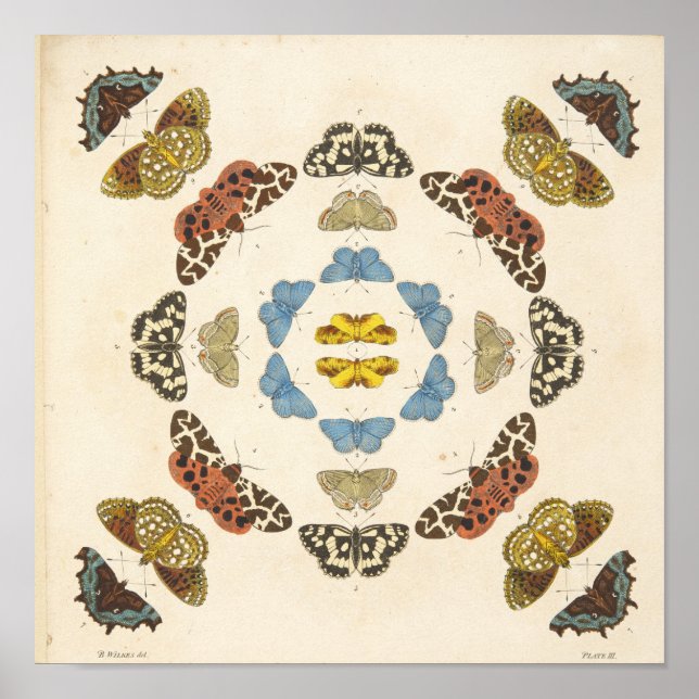 Affiches Une rare description de papillons et de papillons  (Devant)