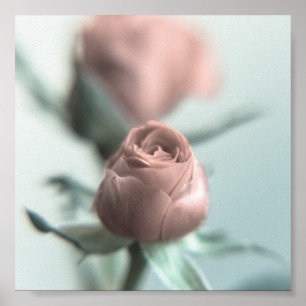 Affiches Une rose rose rose pour votre amour...