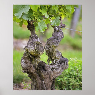 Affiches Une vigne très ancienne dans le vignoble du Clos d