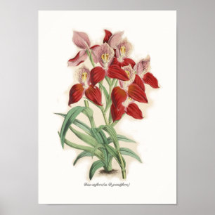Affiches Uniflora de DISA (comme D grandiflora)