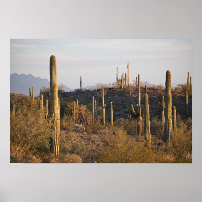 Affiches USA, Arizona, désert de Sonoran, Ajo, Ajo 2 (Devant)