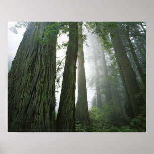 Affiches USA, Californie, Redwood National Park, 2