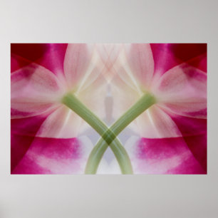 Affiches USA, Colorado, Lafayette. Montage d'orchidées