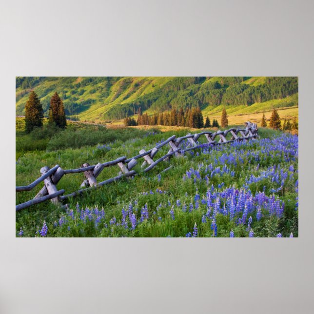 Affiches USA, Colorado. Lupines and split rail fence (Devant)