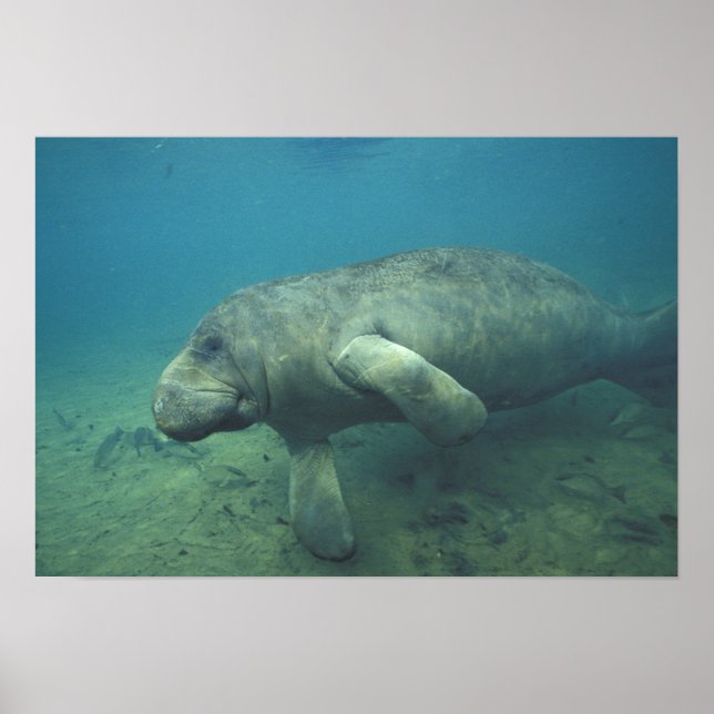 Affiches USA, FL, Manatee (Devant)
