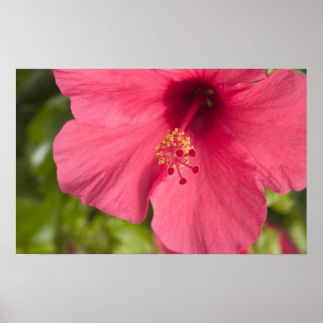 Affiches USA, Hawaï, Kauai, Hibiscus (Devant)