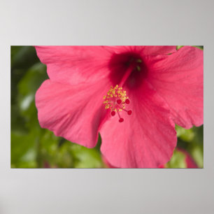 Affiches USA, Hawaii, Kauai, Hibiscus
