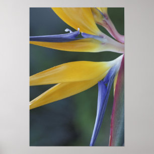 Affiches USA, Hawaii, Maui, Hana, Bird of Paradise