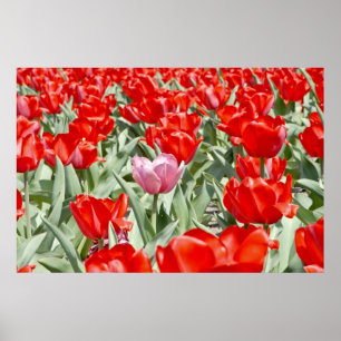 Affiches USA, Kansas. Champ De Tulipes