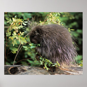 Affiches USA, Montana, Kalispell. Porcupine et hanches rose