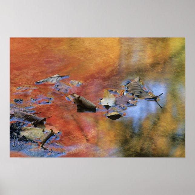 Affiches USA, New York, Adirondacks, Feuilles tombés en (Devant)