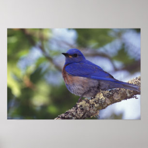 Affiches USA, Oregon. Bluebird occidental mâle