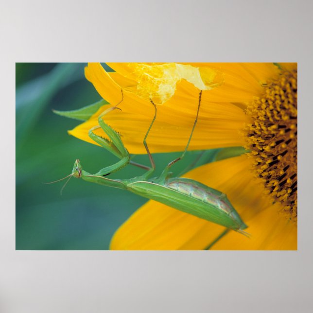 Affiches USA, Pennsylvanie. Female praying (Devant)