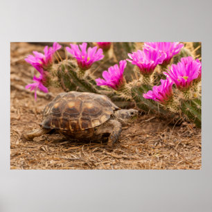 Affiches USA, Texas, comté d'Hidalgo. Tortue