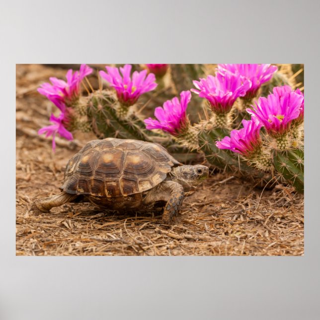 Affiches USA, Texas, comté d'Hidalgo. Tortue (Devant)