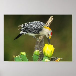 Affiches USA, Texas, Rio Grande Valley, McAllen. Homme