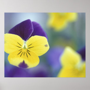 Affiches USA, Utah, Cache Valley Detail d'un Johnny Jump