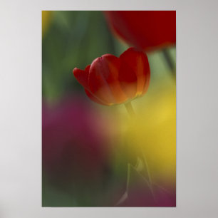 Affiches USA, Utah, Cache Valley Tulips dans un jardin