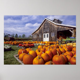 Affiches USA, Vermont, Shelbourne, Citrouilles