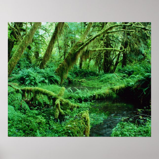 Affiches USA, Washington, Olympic Nat. Parc, Hoh Rain (Devant)