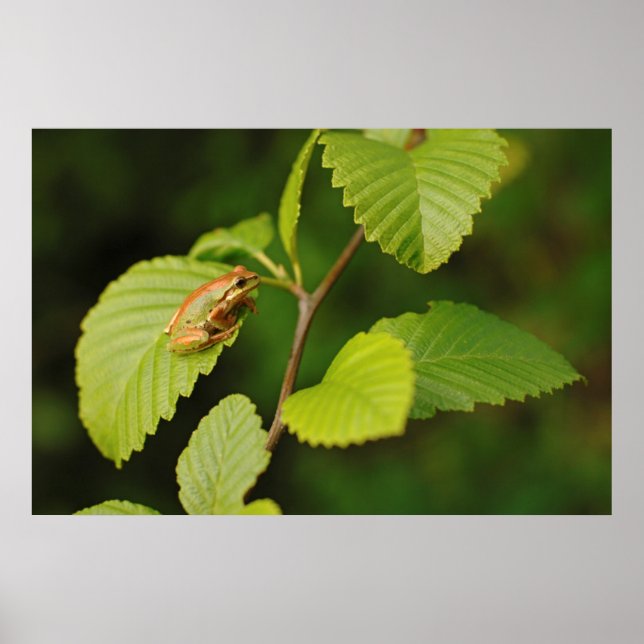 Affiches USA, Washington, Seattle, Discovery Park (Devant)