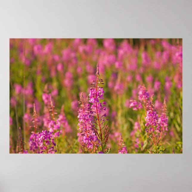 Affiches USA, Washington, Seattle, Discovery Park 3 (Devant)